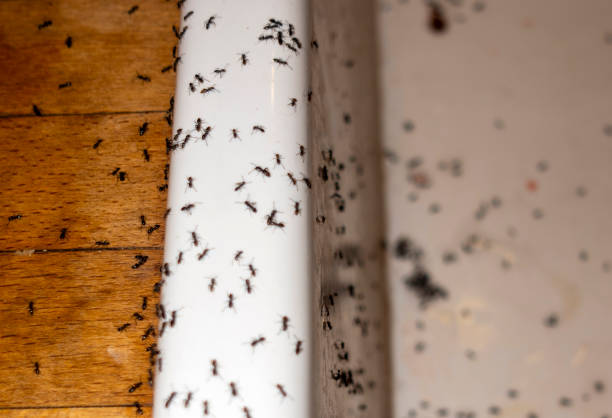 Best Flea Control Services  in Shinnston, WV